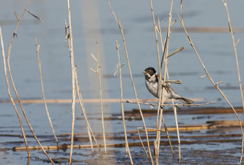 Reed Bunting