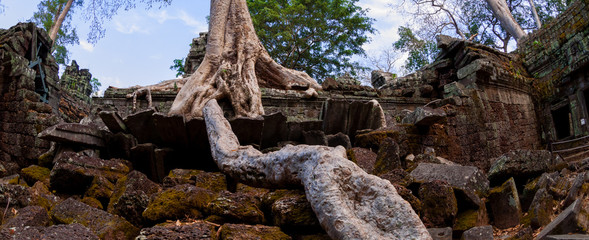 Tree with roots sitting on stone temple Ta Prohm