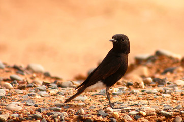 Black Wheatear