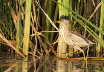 Little Bittern