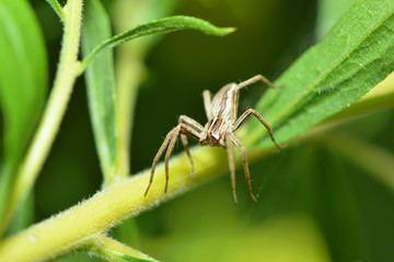 Listspinne