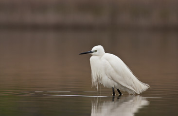 Little Egret (Egretta garzetta)