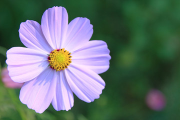 Obraz premium 紫色のコスモス