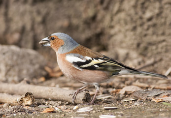 Chaffinch