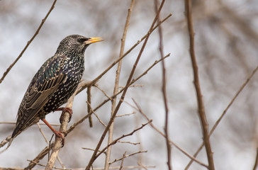 Common Starling