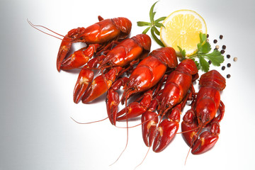 Signal crayfish (Pacifastacus Leniusculus)