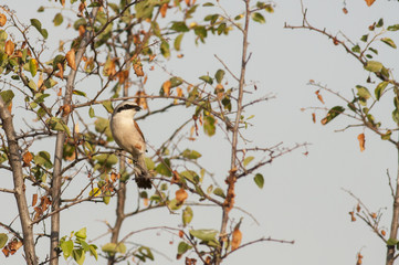 Obraz premium Red-backed Shrike