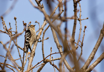 Lesser Spotted Woodpecker