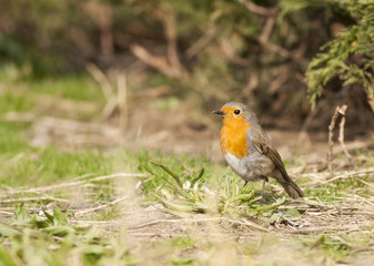 Robin
