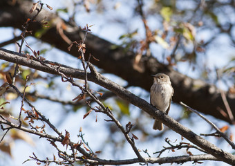 Spotted Flycatcher (Muscicapa striata)