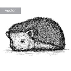 engrave hedgehog illustration