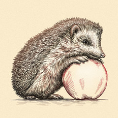 engrave hedgehog illustration