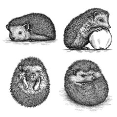 engrave hedgehog illustration © doublebubble_rus