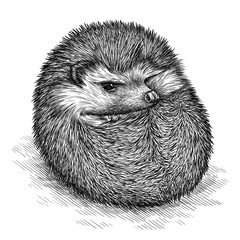 engrave hedgehog illustration