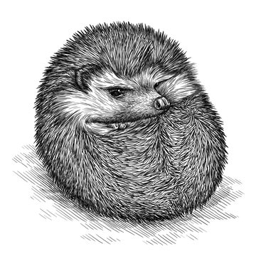 engrave hedgehog illustration