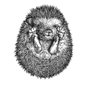 engrave hedgehog illustration