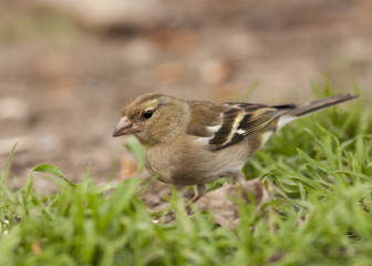 Chaffinch