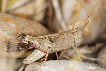 Grasshopper, Orthoptera, Caelifera