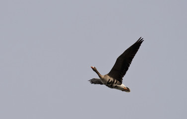 White-fronted geese