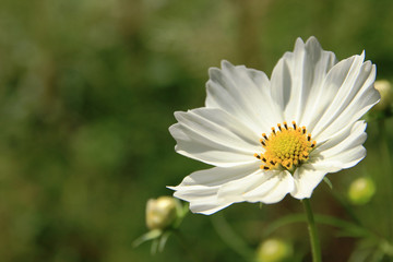 Obraz premium 白いコスモス