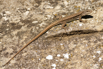 Wall lizard 
