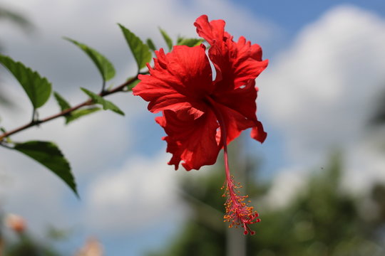 Red Chaba