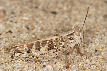 Grasshopper, Orthoptera, Caelifera
