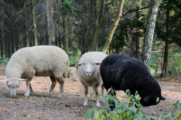 Naklejka premium Sheep