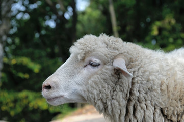 Sheep