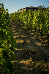 Obraz premium Bunches of red wine grapes hanging on the wine