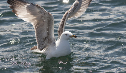 Caspian Gull