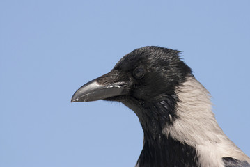 Hooded crow