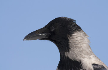 Hooded crow