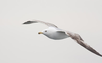 Caspian Gull