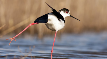 Stilt 
