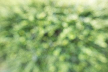 abstract blurred nature background