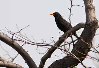 Blackbird (Turdus merula)