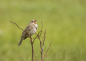 Corn Bunting