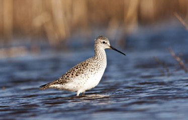 Marsh Sandpiper