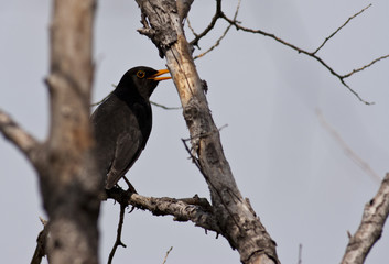 Blackbird (Turdus merula)