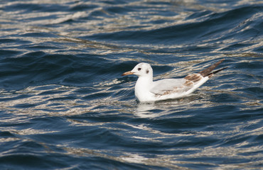 Black-headed Gull (Chroicocephalus ridibundus)