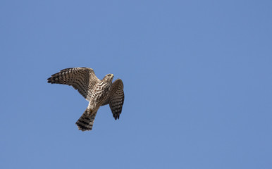 Levant Sparrowhawk (Accipiter brevipes)