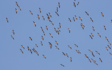 White Pelicans (Pelecanus onocrotalus)