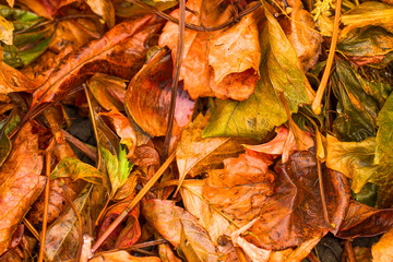 Colorful background made of fallen autumn leaves