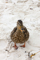 duck / a brown wild duck on the sandy beach