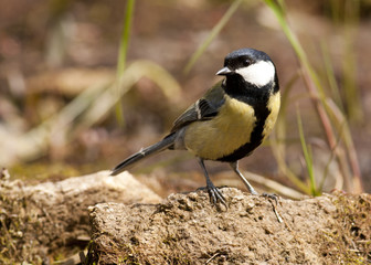 Obraz premium Great Tit