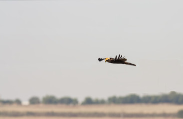 Marsh harrier (Circus aeruginosus)