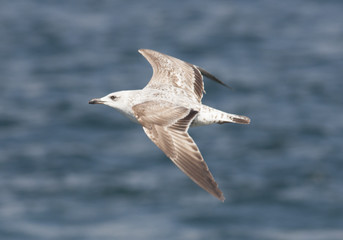 Caspian Gull
