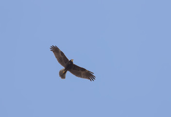 Obraz premium Marsh harrier (Circus aeruginosus)