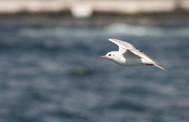 Black-headed Gull (Chroicocephalus ridibundus)
